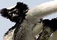 Madagascar lemurs: Indri Indri