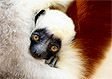 What are lemurs ?