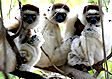 Madagascar lemurs: Sifaka
