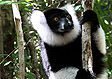 Madagascar wildlife: Black and white ruffed-lemur