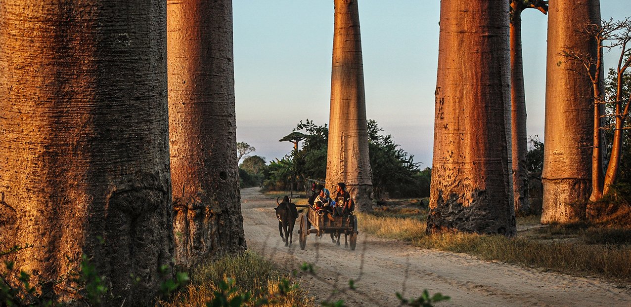 A cart travelling along a sandy road between Madagascar’s towering baobab trees