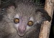 Madagascar wildlife: the aye-aye