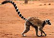 Madagascar wildlife: Ring tailed lemurs