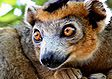 Madagascar wildlife: lemur coronnatus