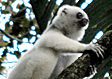 The Ghost lemurs of Madagascar
