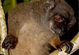 Brown lemur