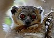 Madagascar lemurs: Lepilemurs