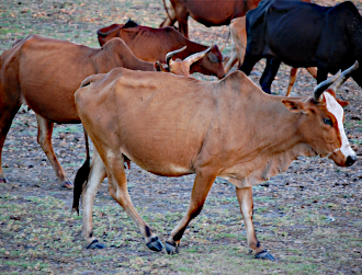 Zebu, one of the first resources of the local community of Madagascar