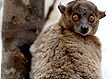 Madagascar lemur: Lepilemur microdon