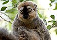 Madagascar lemurs: Lemur corronatus