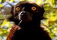 Black lemur in Madagascar
