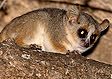 Madagascar wildlife: mouse lemur