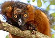 Madagascar wildlife: red ruffed lemurs