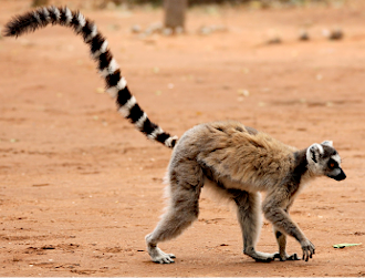 Lemurs in Madagascar