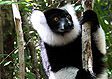 Madagascar wildlife: Black and white ruffed-lemur