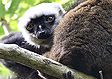 Madagascar wildlife: White-headed lemurs